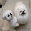 퍼피블러썸 | 팅커벨퍼피 프리미엄 미니비숑 성장기 2개월부터 성견까지 리얼 후기