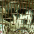 한스동물병원 이미지