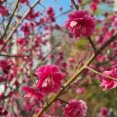 월곡근린공원1 | 대구 달서구 가볼만한곳 매화 겹벚꽃 명소 월곡역사공원