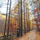 국립청옥산자연휴양림 티스토리