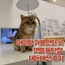 캣플 동탄점 | 주말 동탄 아이랑 실내 데이트, 캣플 고양이카페 후기