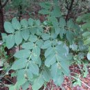 봉제산 오리나무쉼터 이미지