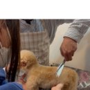 출장펫쌀롱 빙구네 이미지