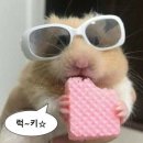 딜리제 이미지