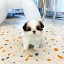 오독 강아지 안심분양센터 부산점 | 🐶 인천강아지분양 어디서 받아야 믿을 수 있을까? 오독안심분양센터 인천점 후기