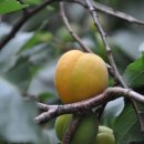 살구숲한의원 이미지