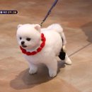 마요 펫 이미지