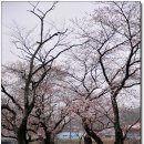 [전북익산] 익산에서 손꼽히는 벚꽃, 함벽정과 왕궁저수지 주변 길 이미지