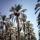 여호와 닛시 이미지