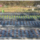 명가오리 이미지