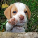 러블리펫 이미지