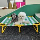 Cozy Doggie (코지도기) | 양산애견유치원 [ 코지도기 ] 데이케어와 애견호텔도 같이 운영하는 양산애견호텔