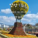 (2023.10.28) 2023년 양산국화축제장으로 이미지