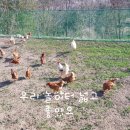 흰돌농장 이미지