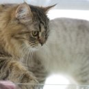 보리네 네이버블로그
