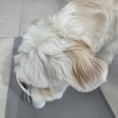 행복유치원 | 일산애견호텔 우리 강아지의 행복한 유치원 생활 후기