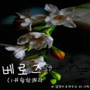 [규특/원특] 투베로즈 V.17 이미지