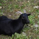 강원 염소 축산 이미지