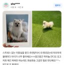 하오하개 이미지