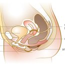 골반 기저부(pelvic floor) 이미지