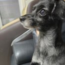 꼬또리몽 이미지