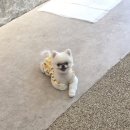 개이쁘댕 이미지