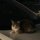 인디안 | [제주/애월] 제주 조용하고 혼술하기 좋은 감성바 추천 &#34; 인디안썸머 &#34; 방문후기