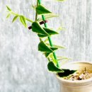 미카벨라 이미지