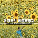 (주)해바라기 | 항파두리 항몽유적지 제주 애월 해바라기 명소 포토존 후기