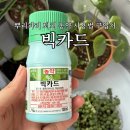 미래농약사 | 빅카드 농약 사용법 구매방법 뿌리파리 퇴치 약 희석