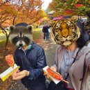 우화 목장 | 내장산 단풍명소 ② ‘정읍 내장사·순창 구암사’ - 단풍터널부터 은행나무 명소 대만족 코스 후기