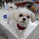 고대영동물병원 이미지