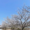파평초등학교 | 2023.04.09.(일)/파주파평 벚꽃/파주맛집&amp;카페/금메달추어탕