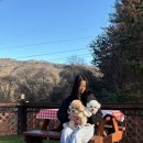 포포애견펜션 이미지