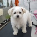 개멋지냥 이미지