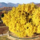 독산사 | 양평 용문사 템플스테이, 은행나무 암수 수령, 용문산 단풍 등산코스 주차장, 반계리 은행나무 숲길...