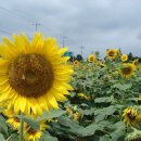 해바라기주유소 이미지