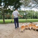 8코기네 이미지