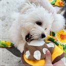 참사랑유치원 | 강아지유치원 비용 비교 프로그램 다양한 강남 켈리독 후기