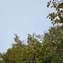 화암로 | 2025 대구수목원 국화축제 개화현황 - 지금 가장 예쁜 대구 가을꽃 명소