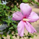 화성무궁화 이미지