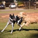 톰퍼피 강아지 분양 이미지