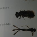 실잠자리유충 이미지