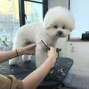 미용사(초급) | 내일배움카드 애견미용, 국비지원보다 중요한 건 창업지원 과정