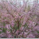 복숭아꽃 살구꽃 이미지