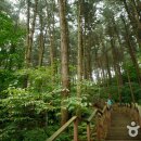 숲에향기 이미지