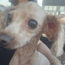 퍼스트독앤캣 이미지