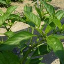 찬영농장 이미지