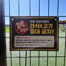 슈가몽 애견펜션 | 태안 슈가몽 애견 펜션 강아지 수영장