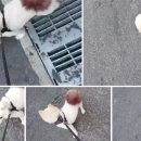 스터디독스쿨 이미지